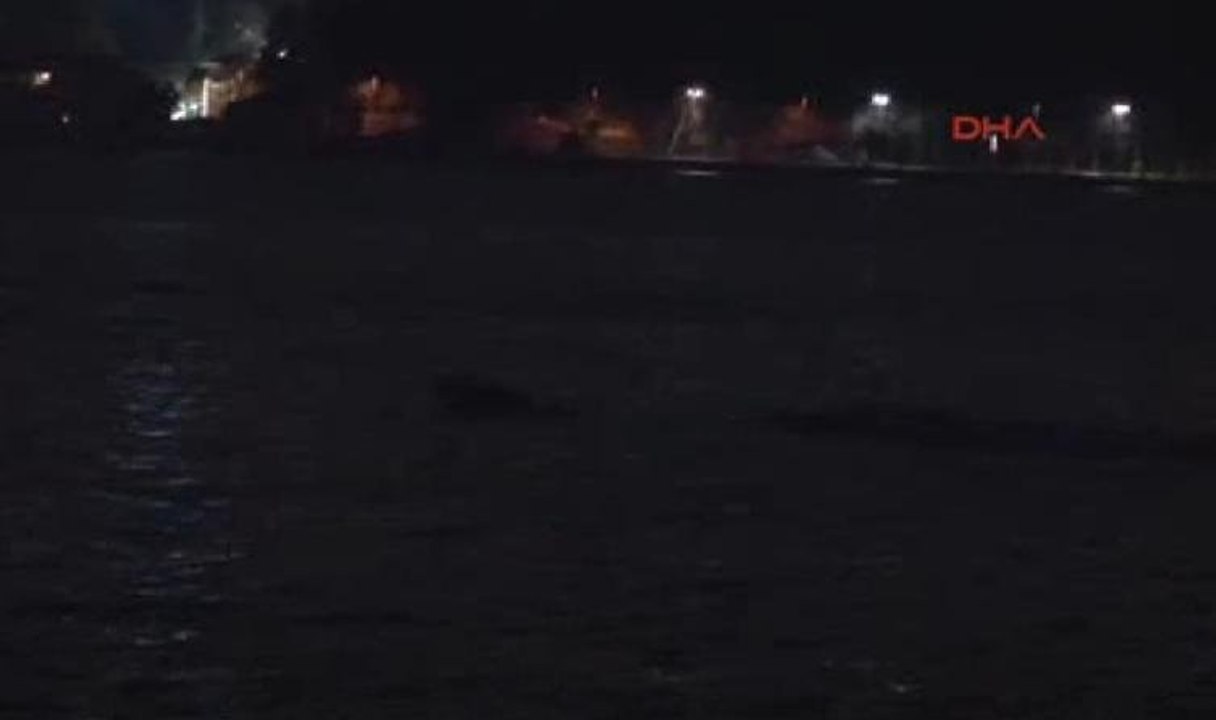 Yunuslar boğazda şov yaptı