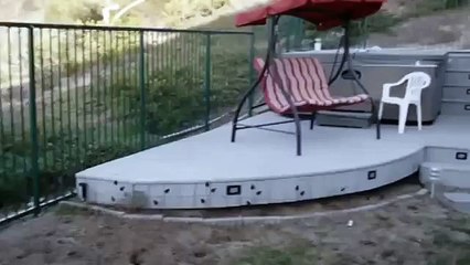 Cat Showing Amazing Patience in Front of Dog