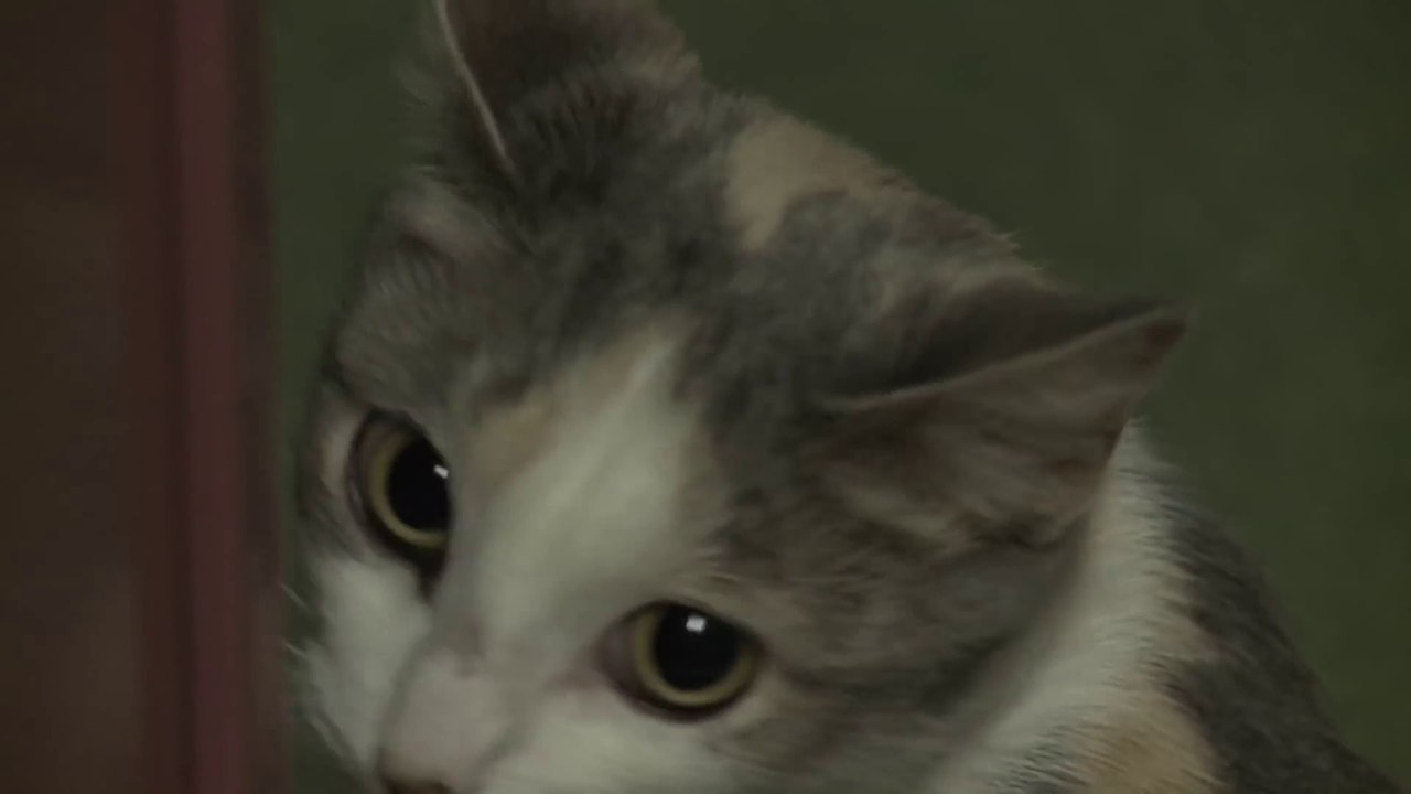 A Cat adopted an abandoned pit bull puppy