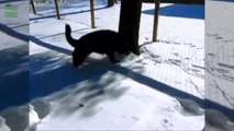 Quand nos chiens et chats deviennent fou dans la neige - compilation adorable!