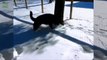 Quand nos chiens et chats deviennent fou dans la neige - compilation adorable!