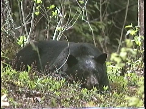 Bella Coola Natural History: Black Bear, Gray-cheeked Thrush