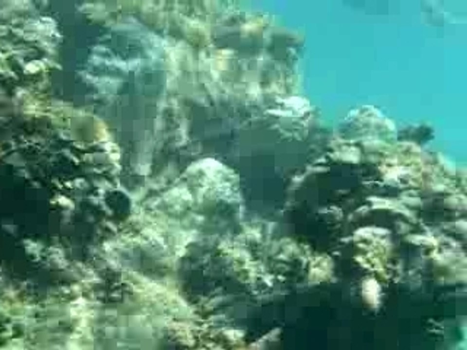 vues sous l'eau