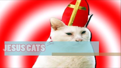 JESUS CATS.