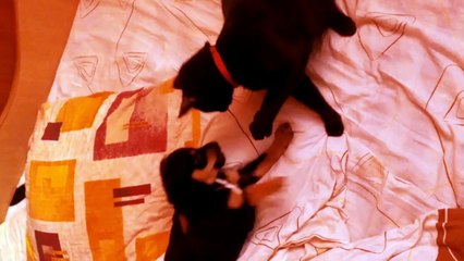 Rottweiler Puppy vs Cat.