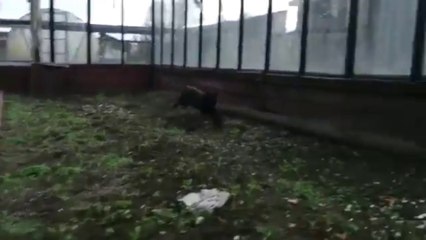 Découvrez le chat de Régis