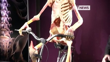 IN MOSTRA IL CORPO UMANO