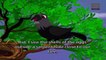 Tales of Panchatantra - Birds Stories - The Clever Idea - Animated / Cartoon Stories for KIds