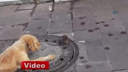 Köpeğin Fare ile Oyunu Şaşırttı!