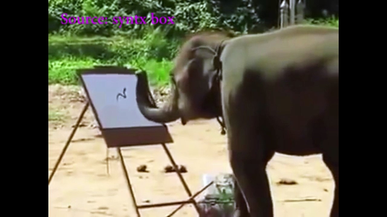 elephant paints