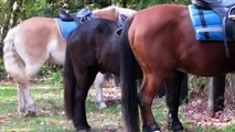 Haflinger Lenny im Herbst (Ausreiten, Clickertraining, Gelassenheitstraining, Reiten).wmv