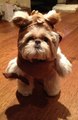 Ewok Dogs : le best of des chiens déguisés en Ewoks