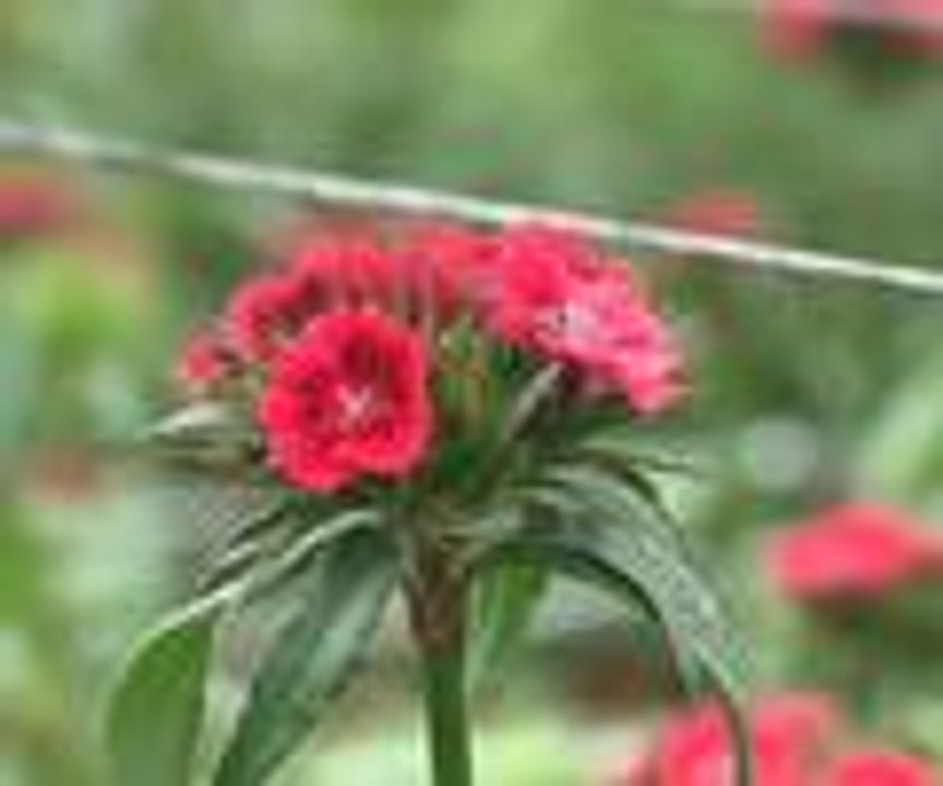 Dünya yeni yıla Türk çiçekleri ile girecek