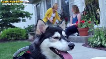 Doğuştan Engelli Olan Köpeğin İlk Defa Koştuğu Andaki Mutluluğu