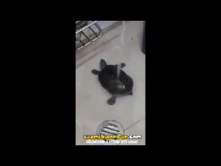 Suyu Görünce Twerk Yapmaya Başlayan Su Kaplumbağası