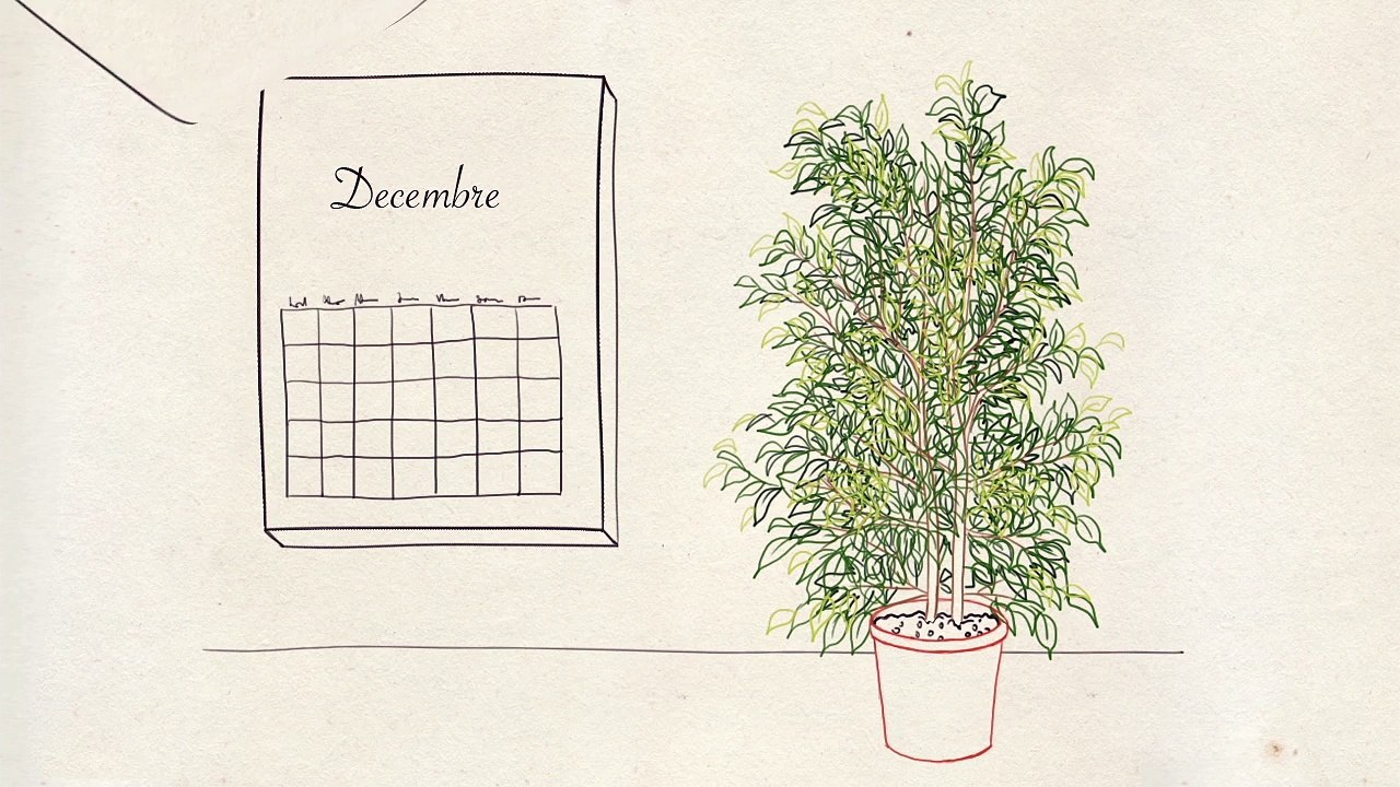 Les Experts - Questions Jardin : ficus à l'étroit