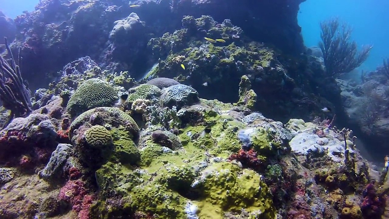 Tobago "plonger" 2014