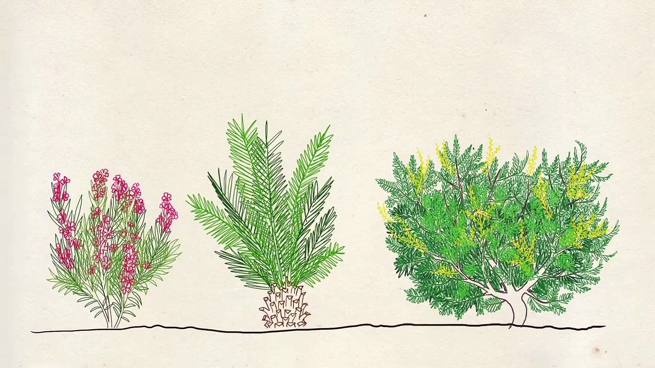 Les Experts - Questions Jardin : plantes fragiles