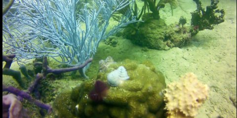 Plonger à Tobago "Charlotteville "juste devant la plage 2014