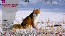 Survivre à l'hiver 2