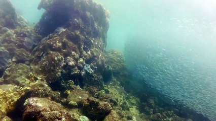 Banc de petits poissons " anchois" à Tobago