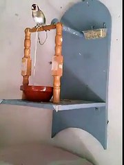 cute birds drinking water