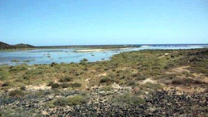 Ile de Lobos "canaries" en 2011