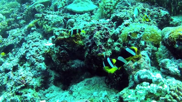 Plonger aux Maldives Fihalhohi en 2013