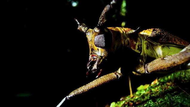 Nature de Patrick Morris et Neil Nightingale