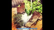 aquatic plants Freshwater Planted Aquarium - The best ways to Prosper in the Recreation of Plants