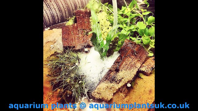 aquarium plants Freshwater Planted Aquarium - The best ways to Prosper in the Recreation of Plants