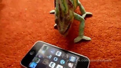 Chameleon was frightened by iphone (what he saw)