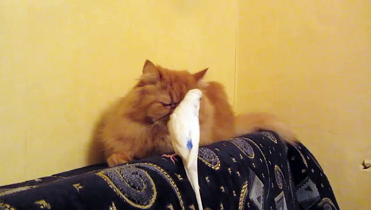 Bird and Cat