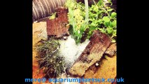 planted aquarium First Steps to Your Planted Aquarium - Growing Floating Plants