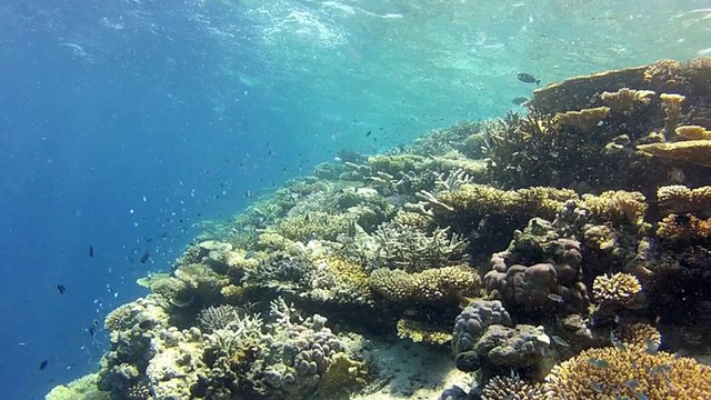 Plonger aux Maldives sur coco thila 2013