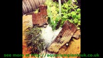 fish tanks First Steps to Your Planted Aquarium - Growing Floating Plants