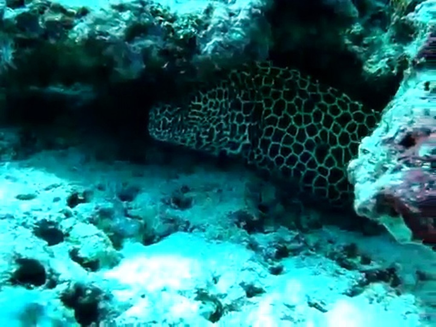 ⁣murene leopard maldives