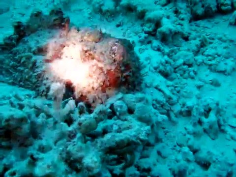 poisson pierre velidhu maldives