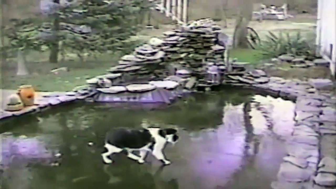 Un chat rendu fou par un poisson rouge sous la glace