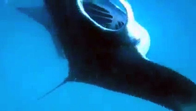 Plonger pour les raies manta aux Maldives à hanifaru 3