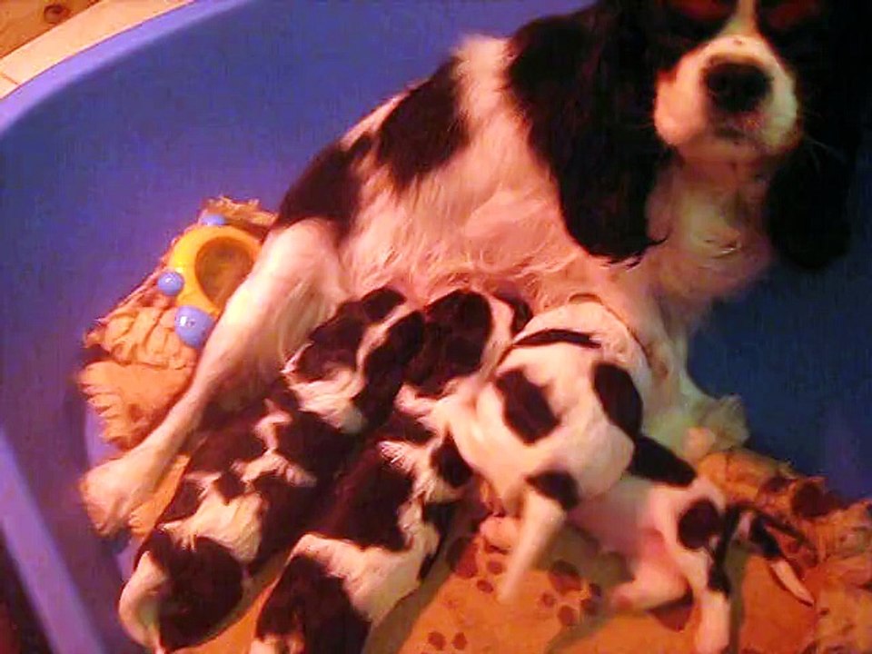 La tétée des bébés de Gaby âgés de 3 semaines