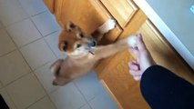 Shiba Inu Puppy Spreads 'Em on Command (Video) - Daily Picks and Flicks