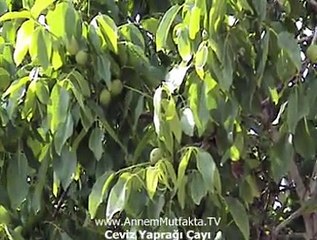 Ceviz Yaprağı Çayı