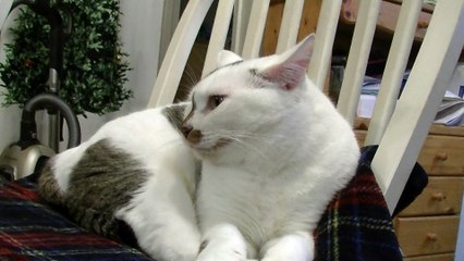 ミミちゃん/mimi/みみちゃん/4/2012年