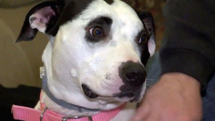 Social Media Helped Get This Dog Adopted