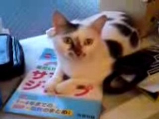 ミミちゃん/mimi/みみちゃん/3/2012年