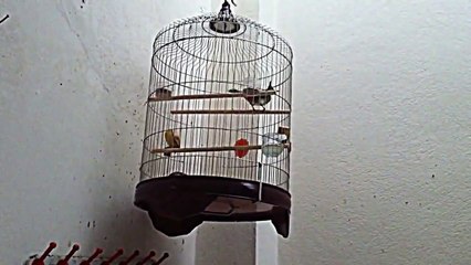 Chào mào hót sáng cực hay