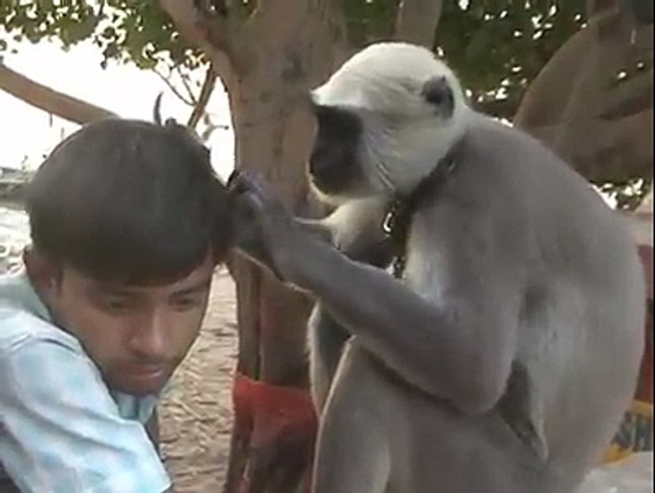 Funny Monkey And Boy s Amazing Video