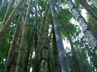 jardin de balata : les bambous