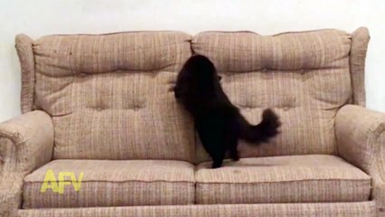 Um  Kitty Where Are You Going